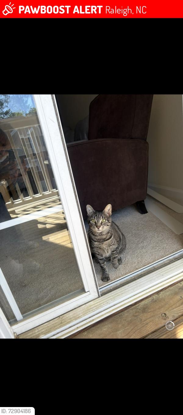 Lost Male Cat last seen Farm gate Rd, Raleigh, NC 27606
