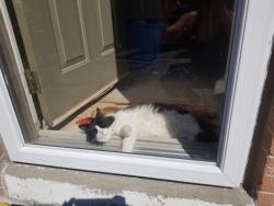 Lost Male Cat last seen Parc Hillcrest, Maher/Vincent Yuile Park, Montreal, QC H9J 1G5