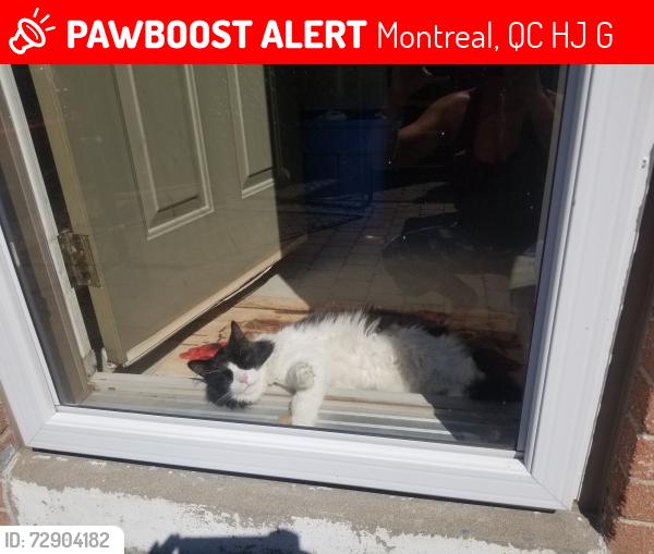 Lost Male Cat last seen Parc Hillcrest, Maher/Vincent Yuile Park, Montreal, QC H9J 1G5