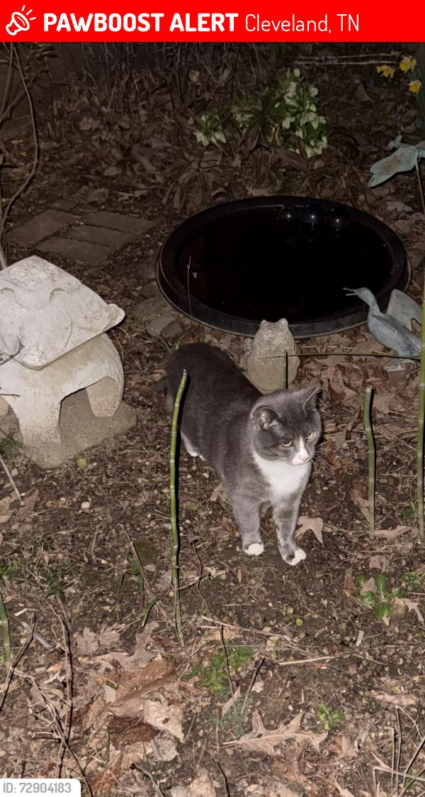 Lost Male Cat last seen Mountain Brook, Cleveland, TN 37312