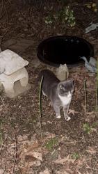 Lost Male Cat last seen Mountain Brook, Cleveland, TN 37312