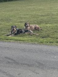 Found/Stray Male Dog last seen Highland and Lake, Roanoke County, VA 24014