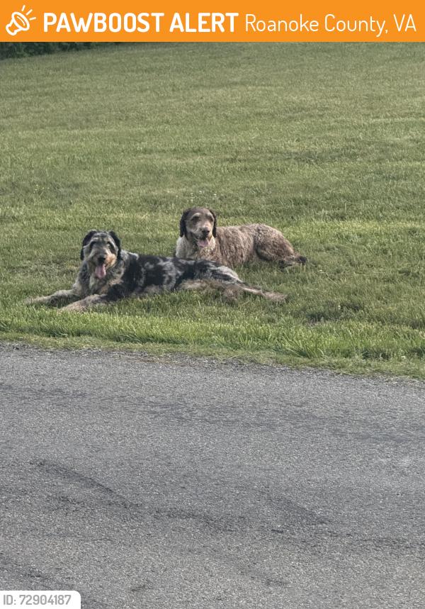 Found/Stray Male Dog last seen Highland and Lake, Roanoke County, VA 24014