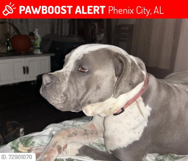 Lost Female Dog last seen Sandfort Road/20th Avenue, Phenix City, AL 36867