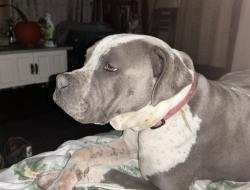 Lost Female Dog last seen Sandfort Road/20th Avenue, Phenix City, AL 36867