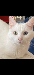 Reunited Female Cat last seen 9th Avenue , Watervliet, NY 12189