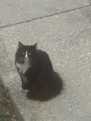 Found/Stray Unknown Cat last seen Aldrich dr Plainfield,IL, Joliet, IL 60586