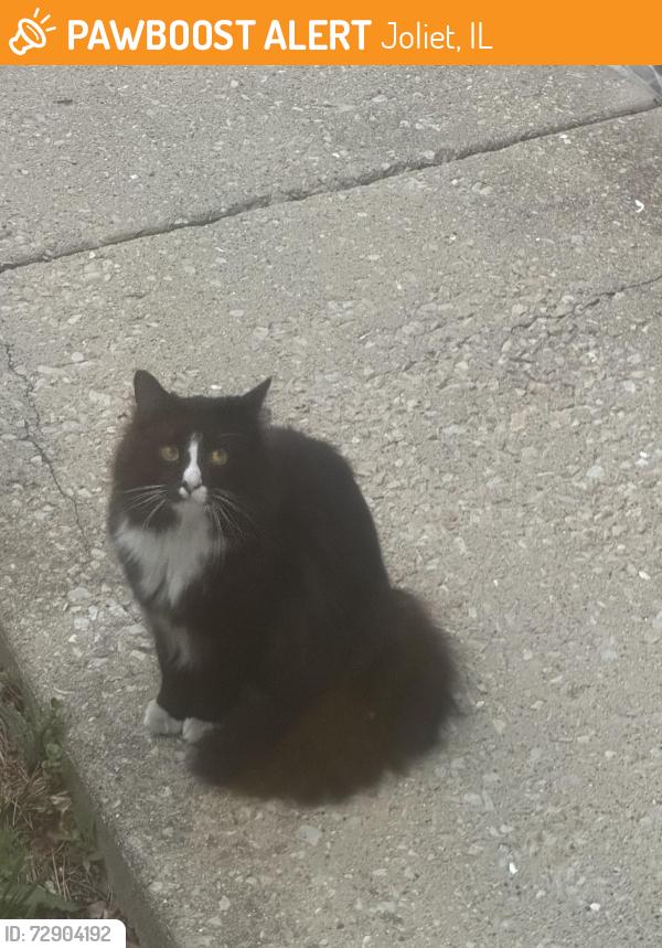 Found/Stray Unknown Cat last seen Aldrich dr Plainfield,IL, Joliet, IL 60586