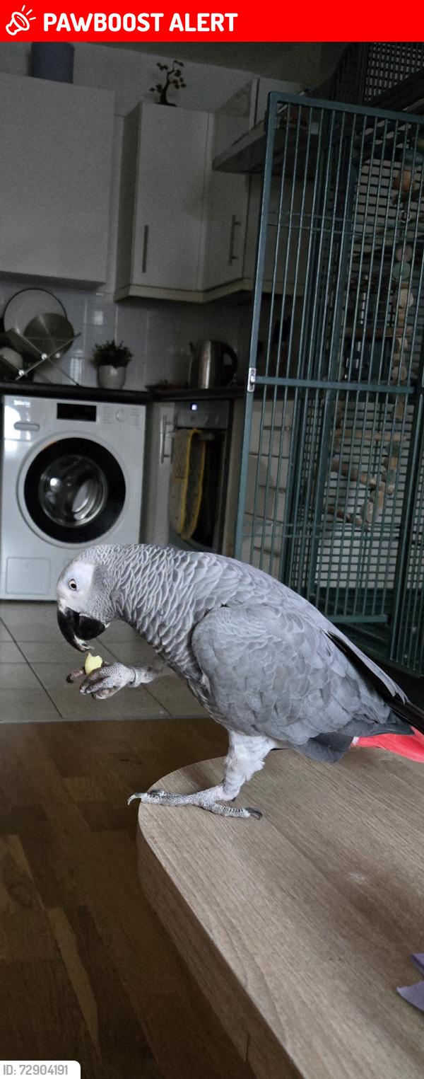 Lost Male Bird last seen Marilend and Stratford, Greater London, England E15 1PD