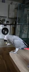 Lost Male Bird last seen Marilend and Stratford, Greater London, England E15 1PD