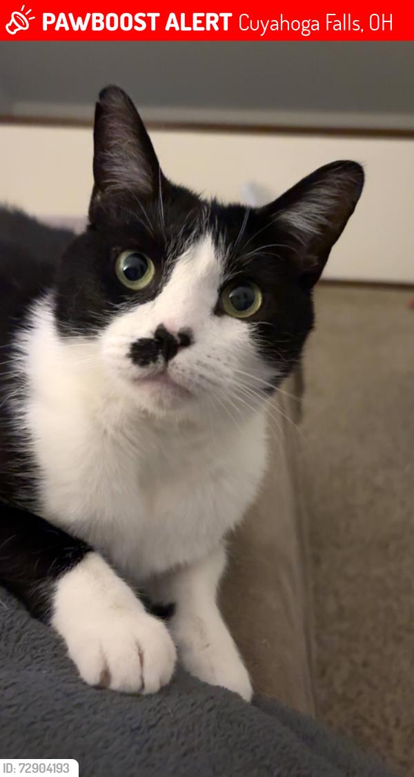 Lost Female Cat last seen Center Ave , Cuyahoga Falls, OH 44221
