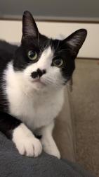 Lost Female Cat last seen Center Ave , Cuyahoga Falls, OH 44221