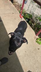Lost Female Dog last seen Longs landing, Bloomington, IN 47401