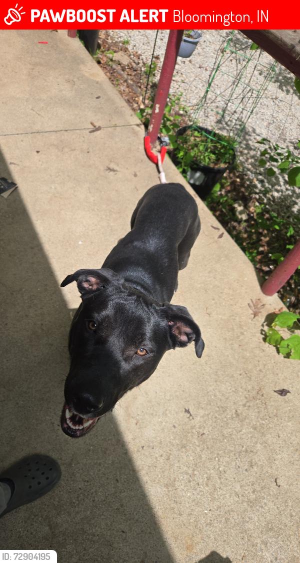 Lost Female Dog last seen Longs landing, Bloomington, IN 47401