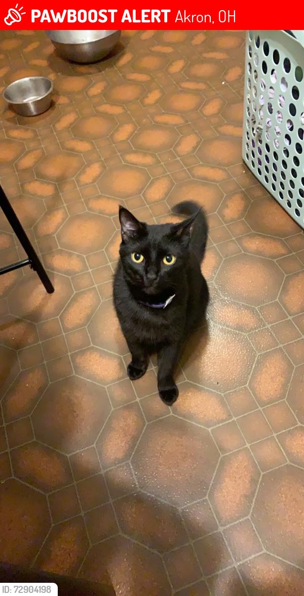 Lost Male Cat last seen Briner Ave and Canton rd , Akron, OH 44305