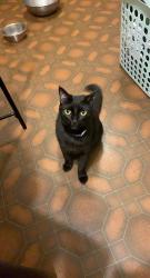 Lost Male Cat last seen Briner Ave and Canton rd , Akron, OH 44305