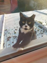 Lost Male Cat last seen Bozeat , Bozeat, England NN29 7LX