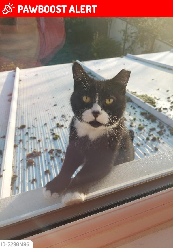 Lost Male Cat last seen Bozeat , Bozeat, England NN29 7LX