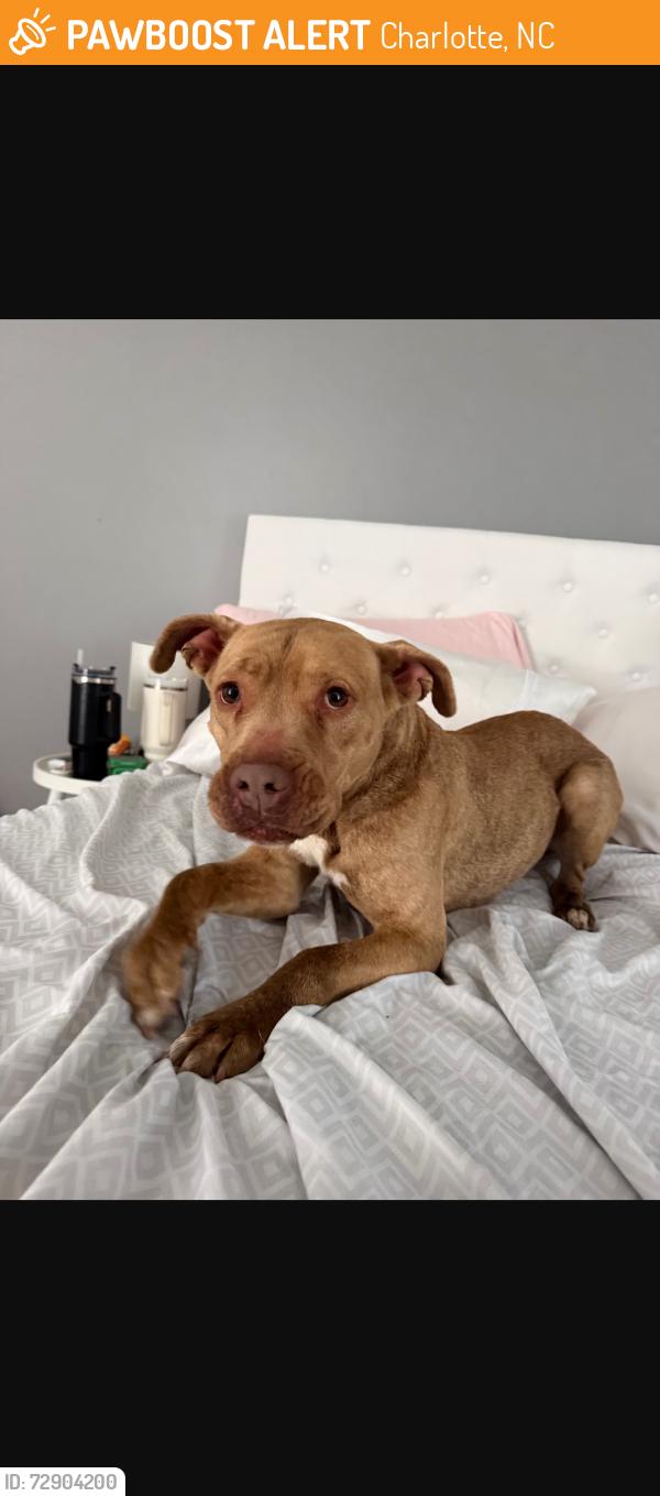 Found/Stray Unknown Dog last seen Winchester neihgbood/prosperity church road, Charlotte, NC 28269