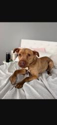 Found/Stray Unknown Dog last seen Winchester neihgbood/prosperity church road, Charlotte, NC 28269