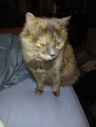 Lost Female Cat last seen Crandall and Admiral, Providence, RI 02908