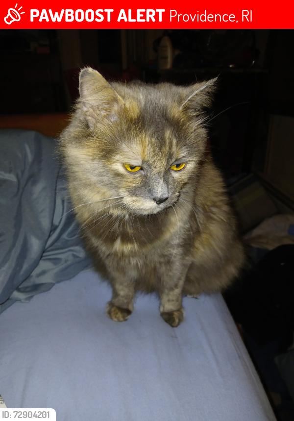Lost Female Cat last seen Crandall and Admiral, Providence, RI 02908