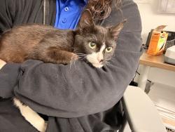 Found/Stray Female Cat last seen Found at Academy Sports + Outdoors, Rome, GA 30165