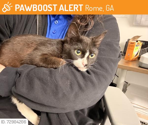 Found/Stray Female Cat last seen Found at Academy Sports + Outdoors, Rome, GA 30165