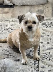 Reunited Female Dog last seen Aurora parkway and East Irish , Aurora, CO 80016