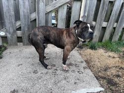 Found/Stray Male Dog last seen Upton Ave N and Golden Valley Road, Minneapolis, MN 55411