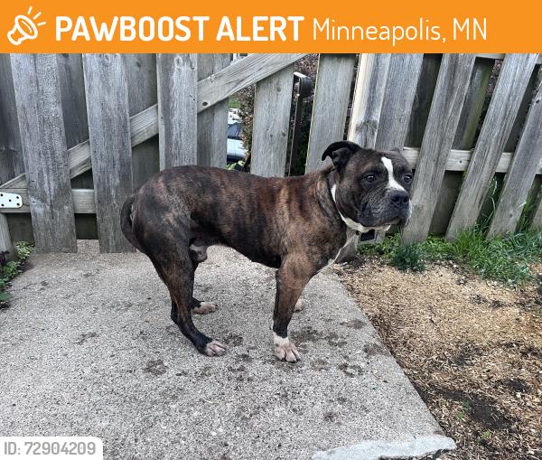 Found/Stray Male Dog last seen Upton Ave N and Golden Valley Road, Minneapolis, MN 55411