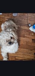 Lost Male Dog last seen Anna Drive , Tuscumbia, AL 35674