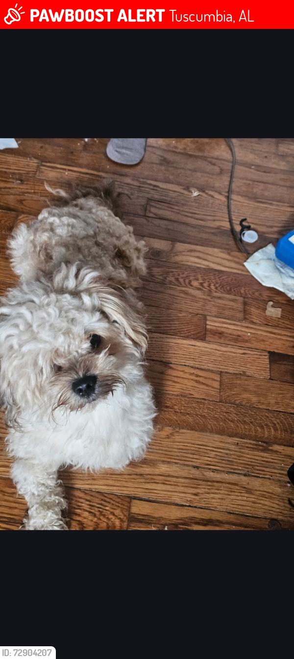 Lost Male Dog last seen Anna Drive , Tuscumbia, AL 35674