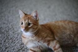 Reunited Male Cat last seen Near Schoenherr Rd, Warren, MI 48088, USA, Warren, MI 48088