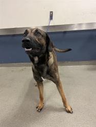Shelter Stray Male Dog last seen Near BLOCK SW 27TH ST, Doral, FL 33122