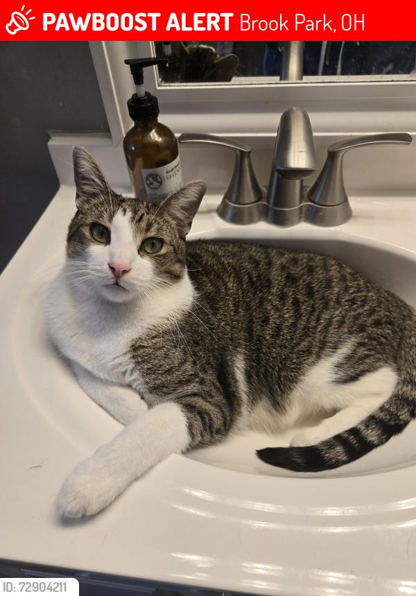 Lost Male Cat last seen Carol Drive , Brook Park, OH 44142