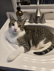 Lost Male Cat last seen Carol Drive , Brook Park, OH 44142