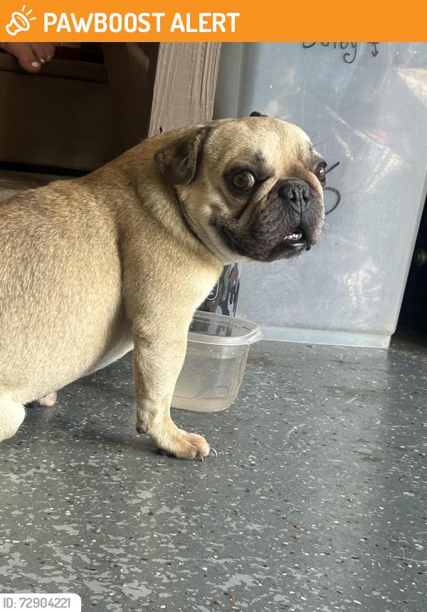 Found/Stray Male Dog last seen Near Ooltewah Elementary School , Hamilton County, TN 37363