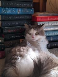 Lost Female Cat last seen 86th St near Jimmy John's, Clive, IA 50325