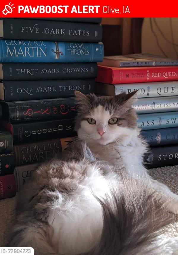 Lost Female Cat last seen 86th St near Jimmy John's, Clive, IA 50325