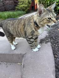 Found/Stray Unknown Cat last seen Franklin and Shafer, Richmond, VA 23220