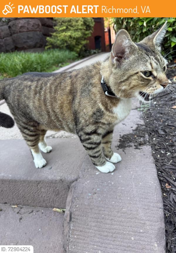 Found/Stray Unknown Cat last seen Franklin and Shafer, Richmond, VA 23220