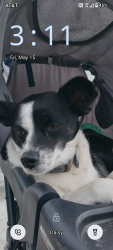 Lost Female Dog last seen Pondst dallas tx, Dallas, TX 75217