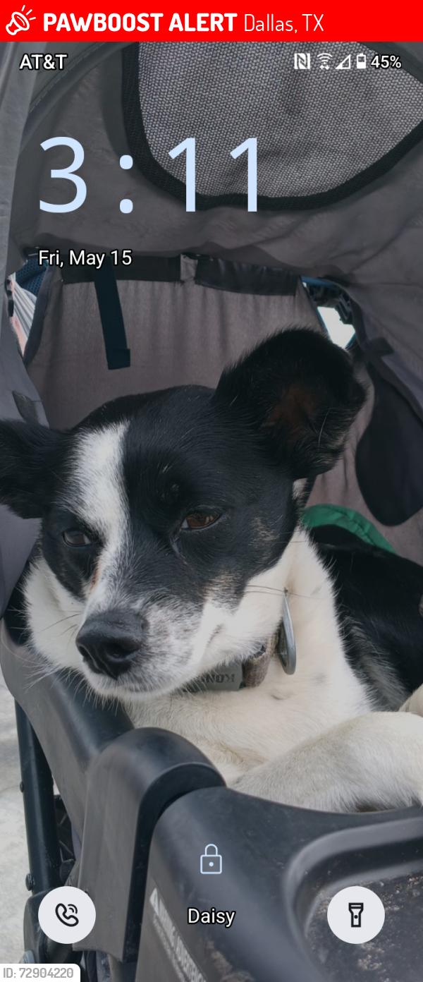 Lost Female Dog last seen Pondst dallas tx, Dallas, TX 75217