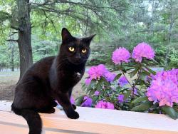 Lost Female Cat last seen Scandia lake pl and white oak , Sandston, VA 23150