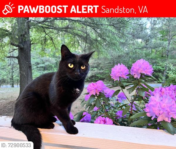 Lost Female Cat last seen Scandia lake pl and white oak , Sandston, VA 23150