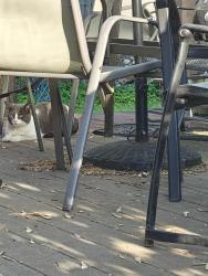 Found/Stray Unknown Cat last seen Ferndale Ave & Ferndale Pl, near Wooster Pond, Stratford, CT 06614