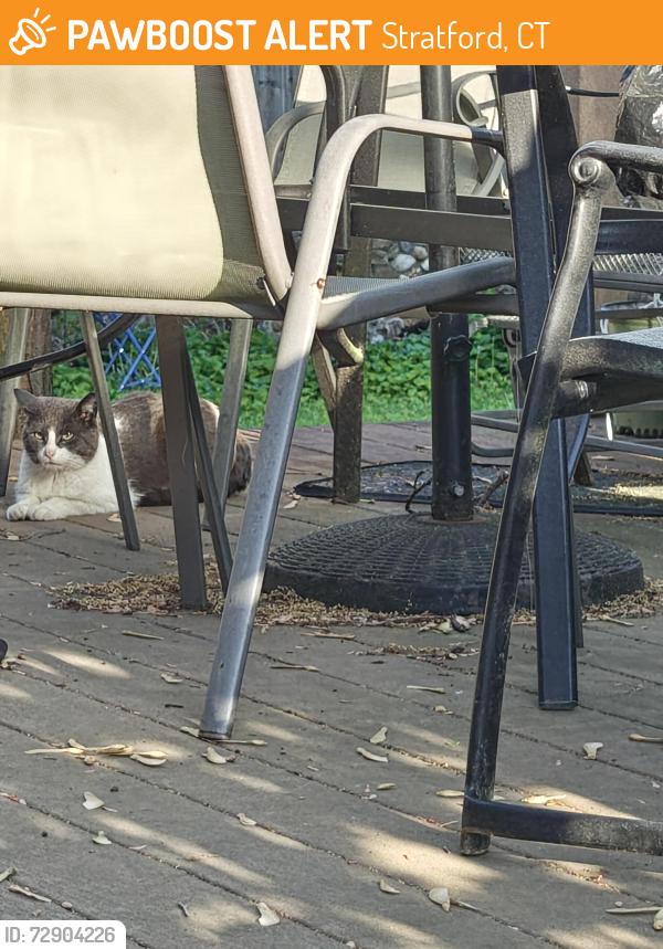 Found/Stray Unknown Cat last seen Ferndale Ave & Ferndale Pl, near Wooster Pond, Stratford, CT 06614