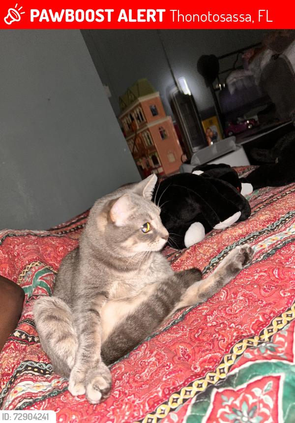 Lost Female Cat last seen Grandfield and Williams, Thonotosassa, FL 33592