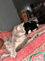 Lost Female Cat last seen Grandfield and Williams, Thonotosassa, FL 33592